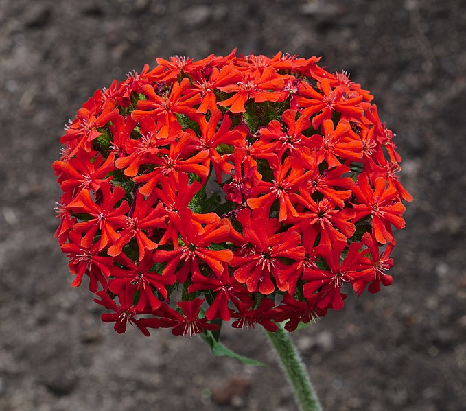 Lychnis Chalcedonica