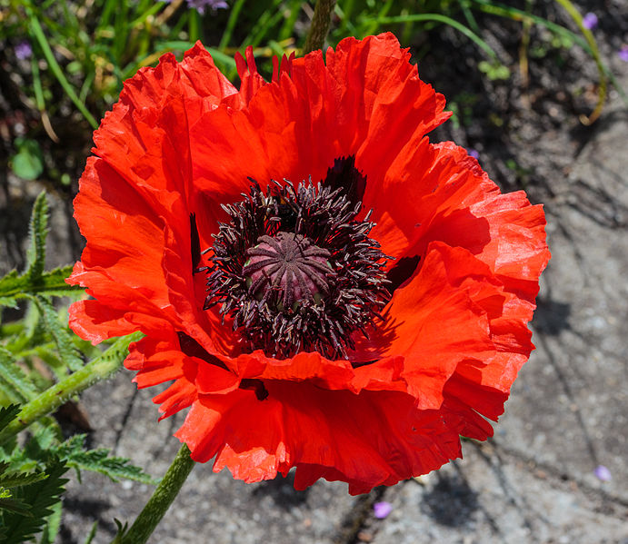 Papaver Oriëntale